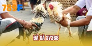 Đá Gà SV368 - Nhà Phát Hành Hàng Đầu Được Lòng Hội Viên
