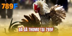 Đá Gà Thomo Tại 789F - Lựa Chọn Cá Cược Siêu Kích Thích