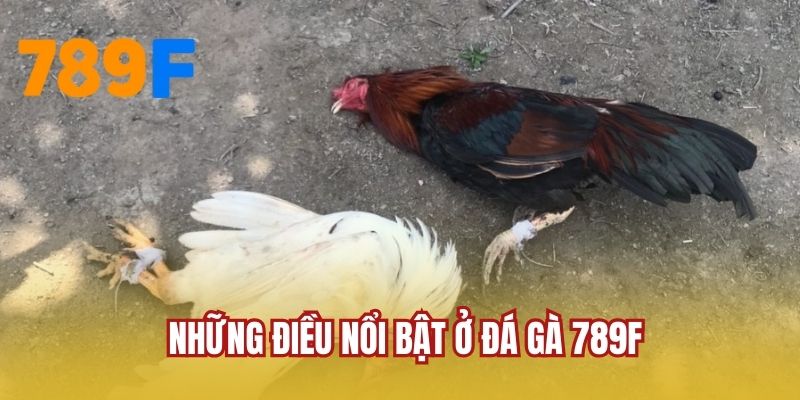 Những điều nổi bật ở đá gà 789F