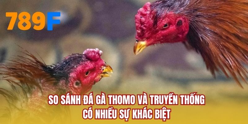 So sánh đá gà Thomo và truyền thống có nhiều sự khác biệt